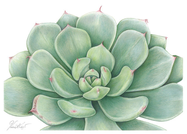 Echeveria Splendor card