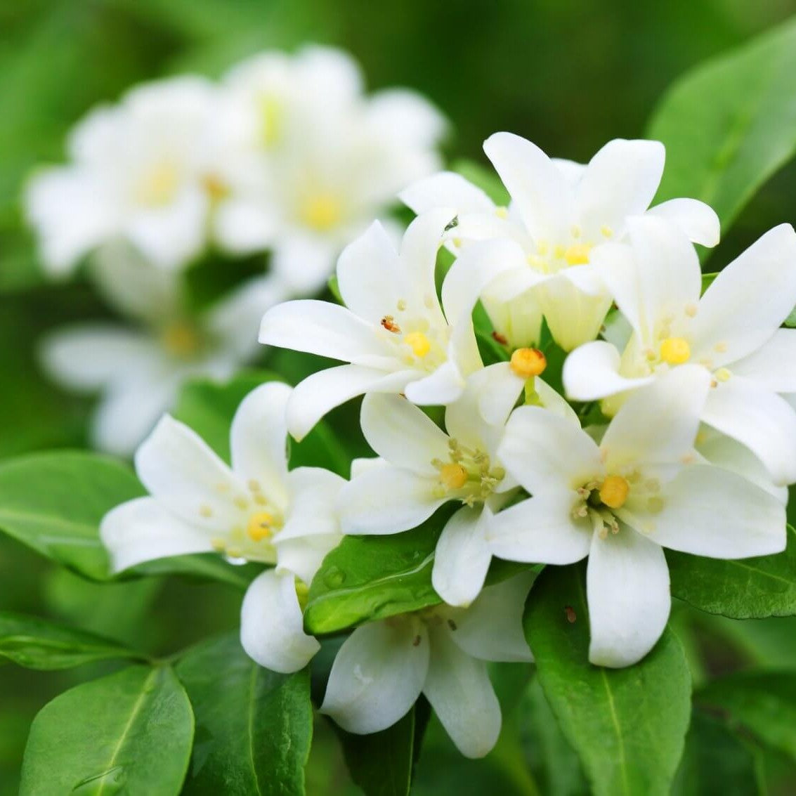 Jasmine - Jordanville Incense
