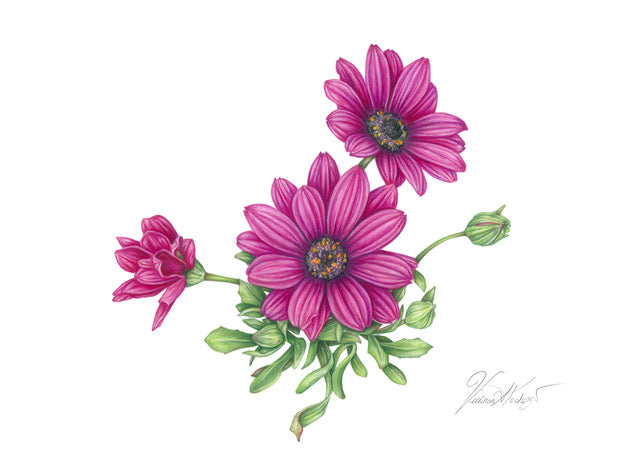 Osteospermum card