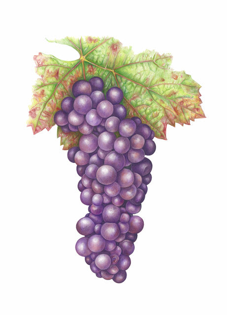 Pinot Noir Grapes card