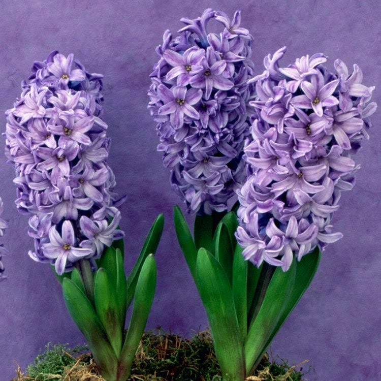 Hyacinth - Jordanville Incense