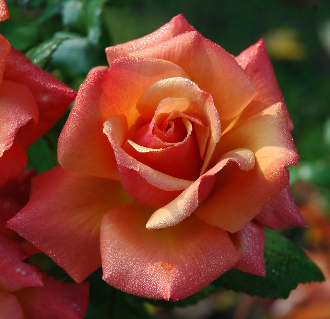 Bethlehem Rose - Holy Cross Incense