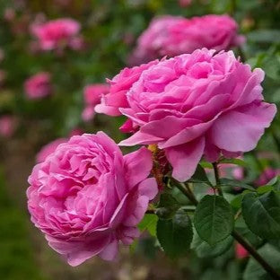 Damascus Rose - Jordanville Incense