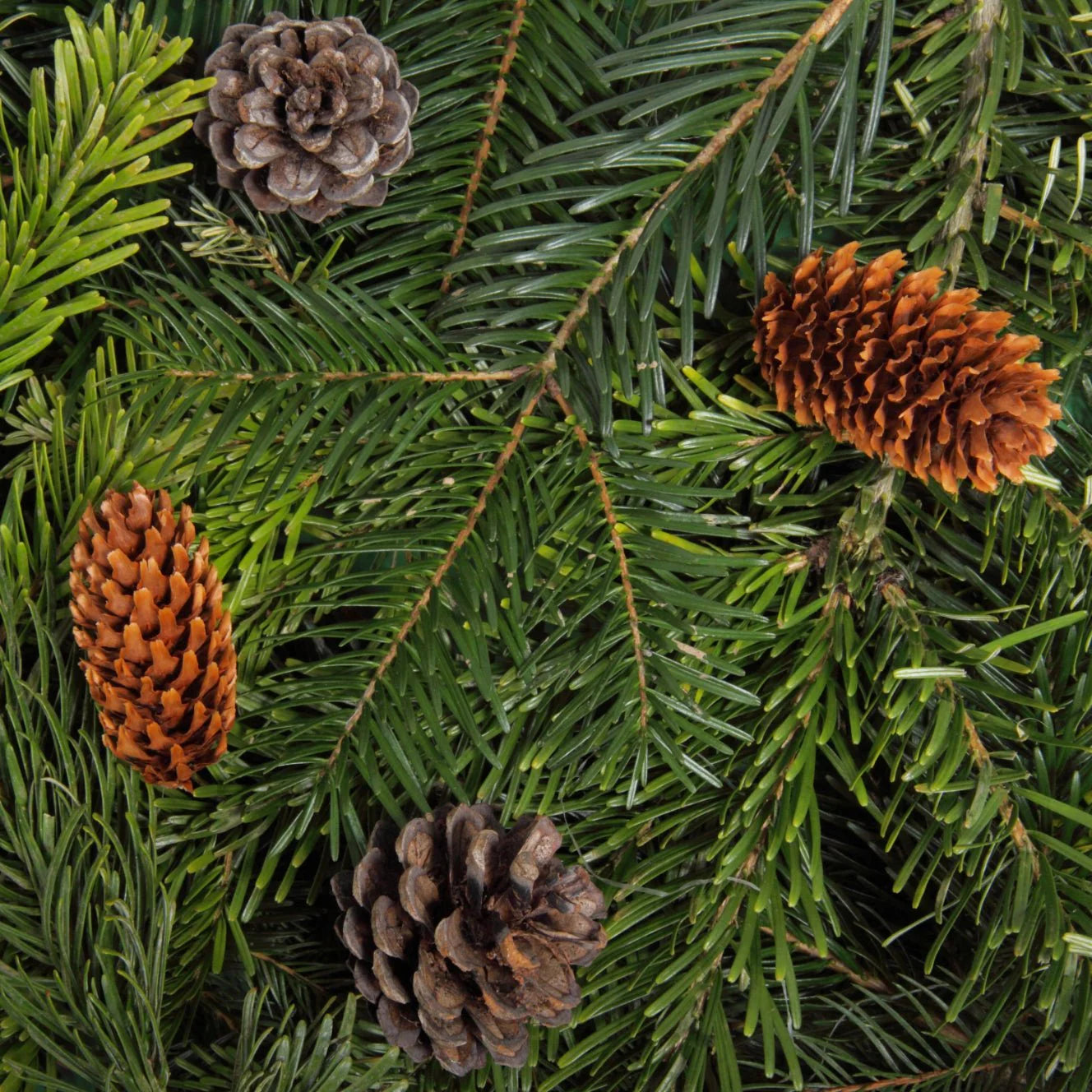 Evergreen & Embers - Holy Cross Incense