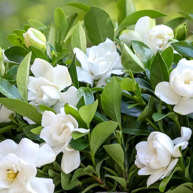 Gardenia - Jordanville Incense