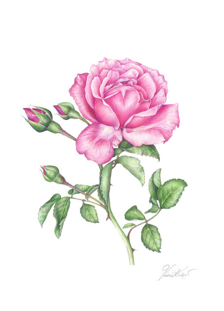 Luther Burbank Rose card