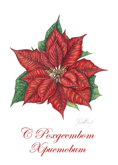 С Рождеством Христовым - Red Poinsettia card