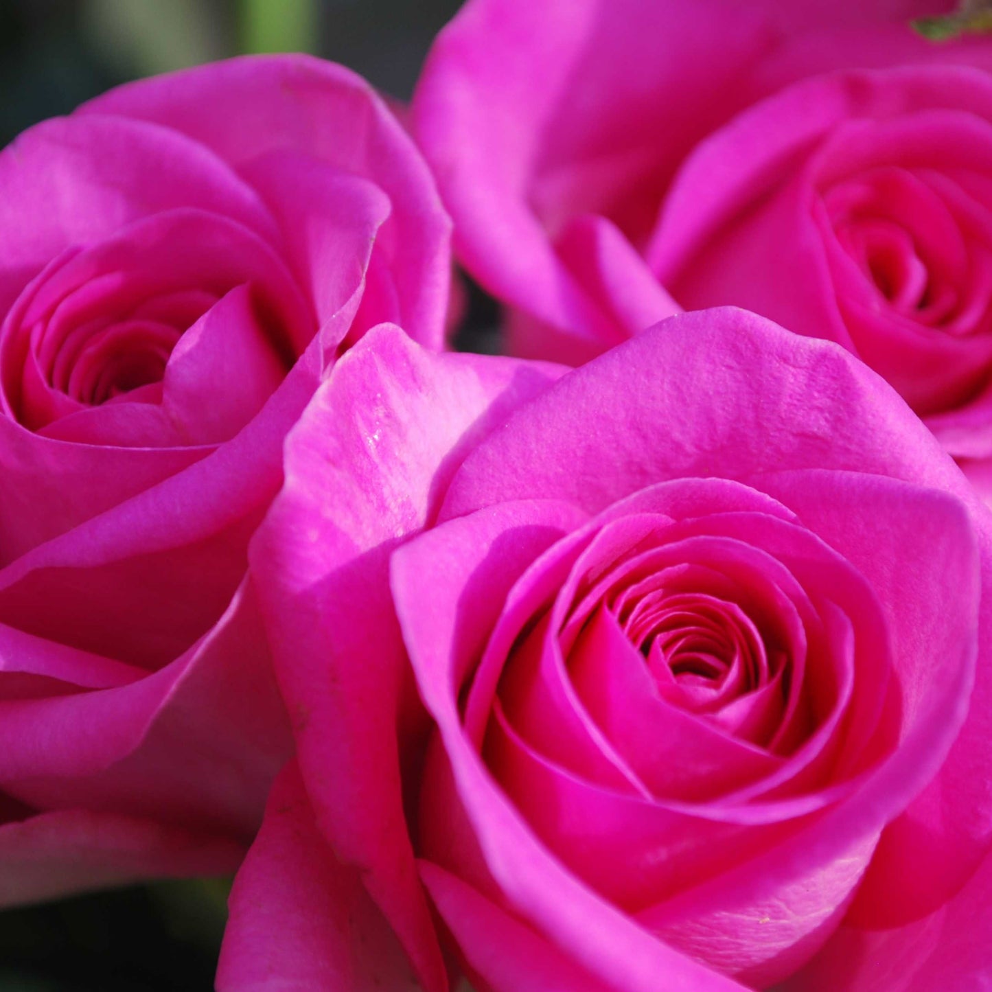 Rose - Jordanville Incense