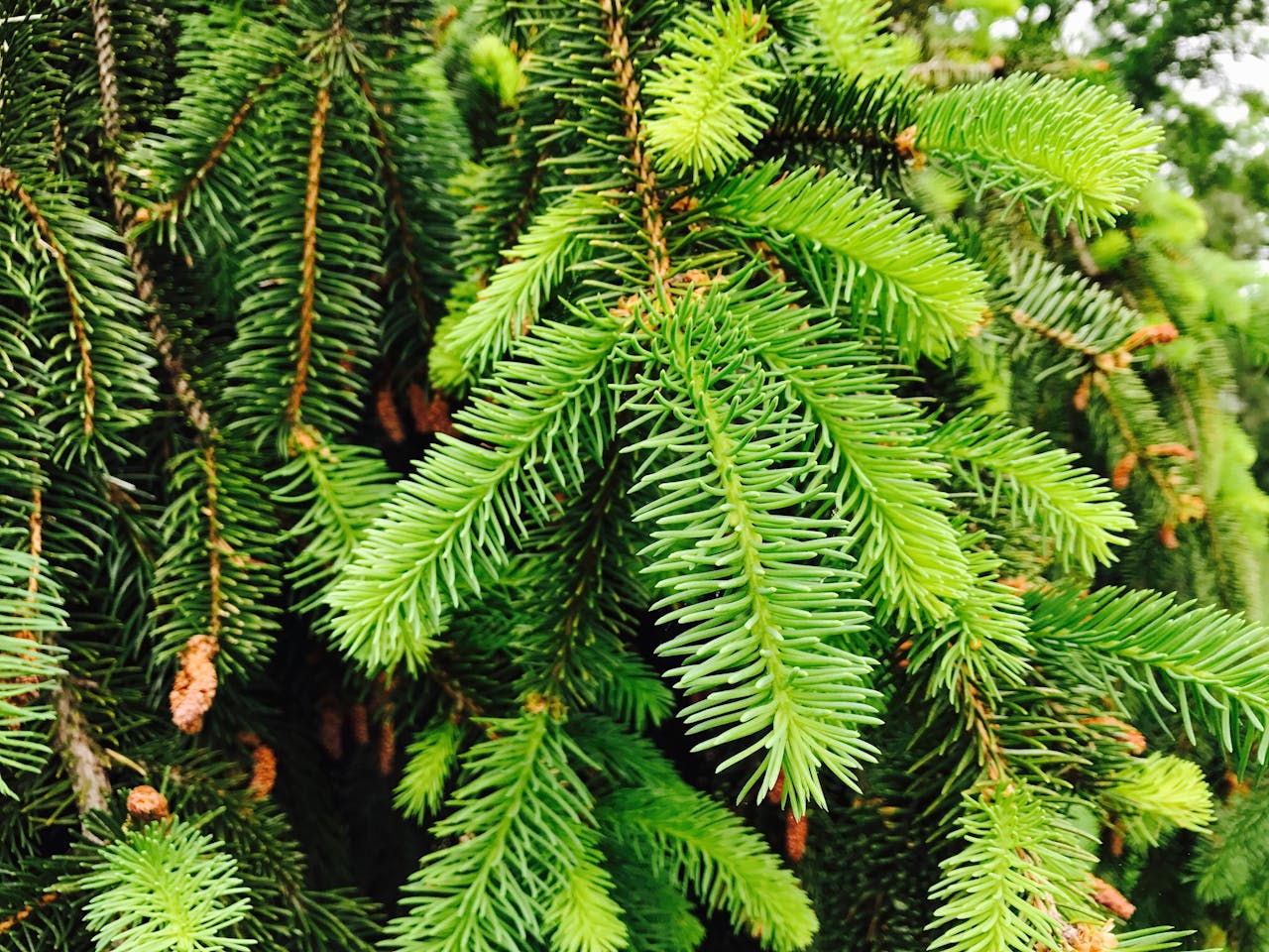 Pine - Jordanville Incense